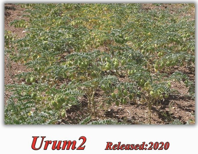 Orume 22