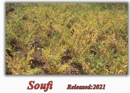 Soufi2