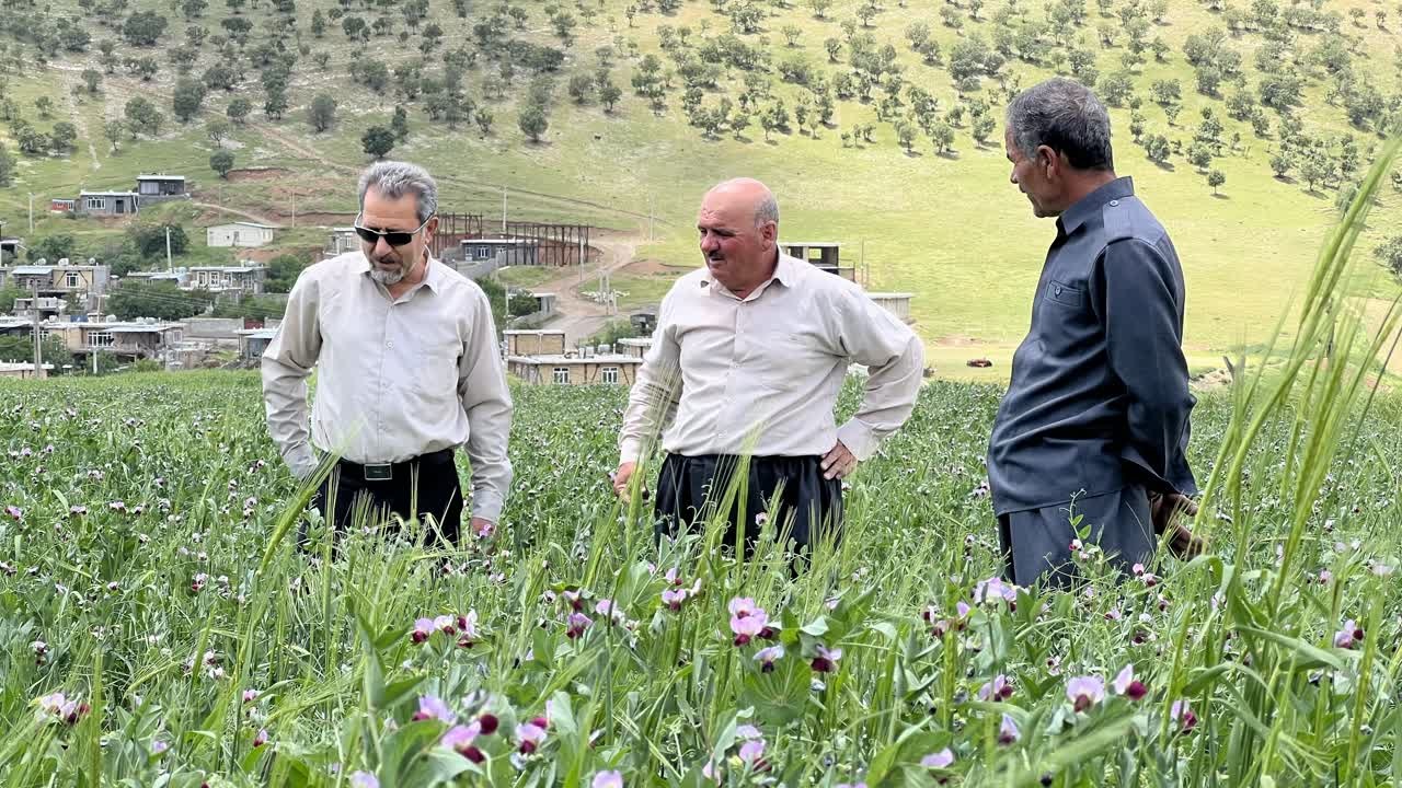 آیش سبز 1